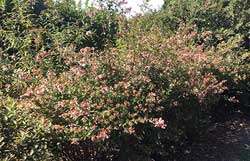 Abelia x grandiflora