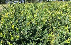 Ligustrum japonicum texanum -Troën du Texas