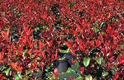 Photinia Red Robin