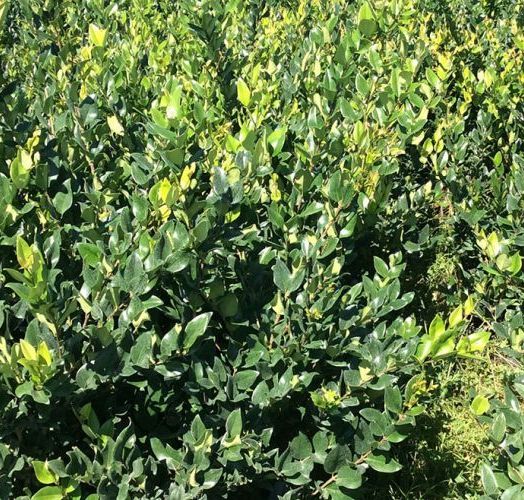 Ligustrum japonicum Troën du Texas 50/70 CT 5 L