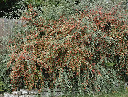 cotoneaster_franchetti.jpeg