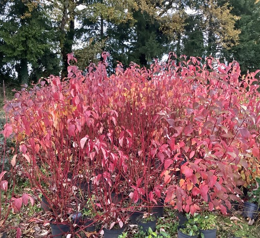 CORNUS ALBA  CT5L    80/100