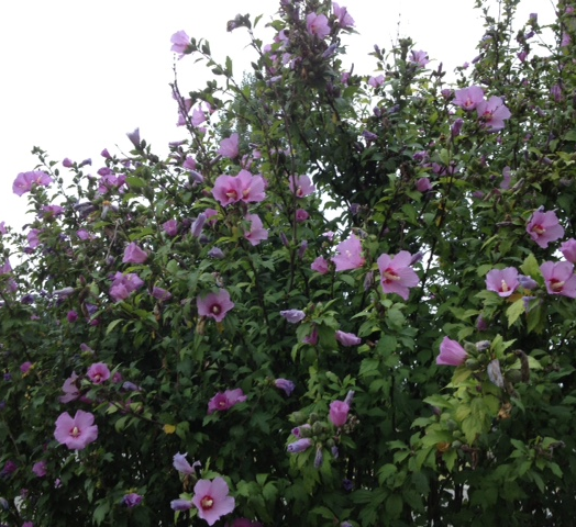 Altéa ou Hibiscus de jardin CT4L   2ans    110/130