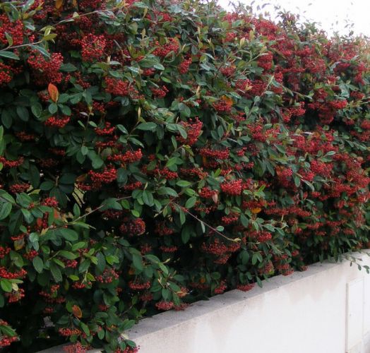 COTONEASTER FRANCHETTI 100/+ 2ans CT 4L