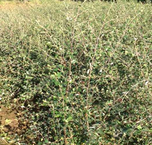 COTONEASTER LACTÈA CT5L   2ans  100/125