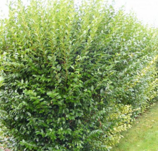 (Vert )-LIGUSTRUM JAPONICUM -TROËN DU JAPON 120/140 CT 5 L
