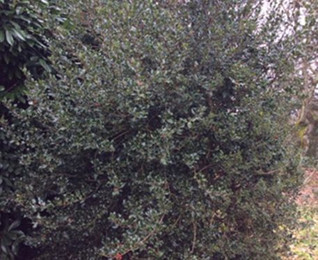 ILEX AQUiFOLIUM ALSKA -(HOUX) -CT 10L- 100/125