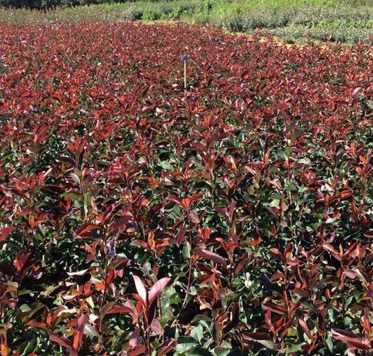 Photinias RED SÉLECT  90/110  CT 5 L