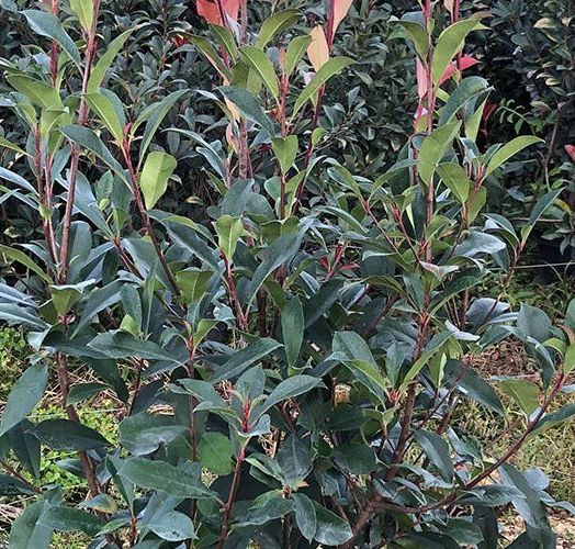 Photinias CARRÉ ROUGE    110/130  3 ans  CT 10 L (copie)