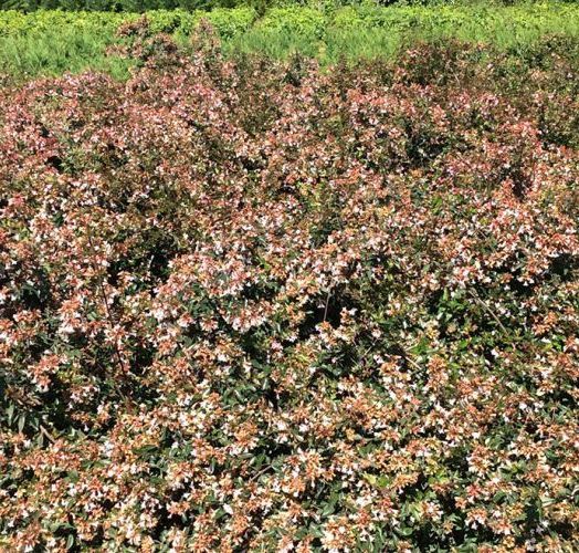 ABELIA GRANDIFLORA CT2L