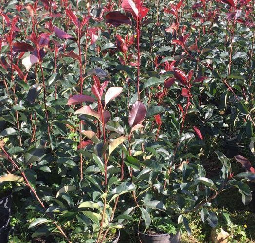 Photinias RED SÉLECT    70/90  CT 4 L