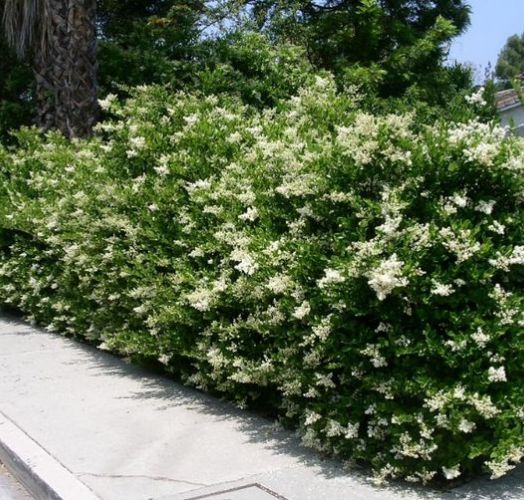 Ligustrum japonicum Troën du Texas 70/+ CT 5 L