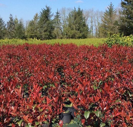 Photinia RED SÉLECT 1 an CT 2L