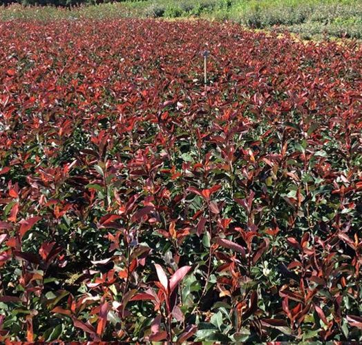 (Rouge) - PHOTINIAS  Red select . CT5L   2ans  120/140