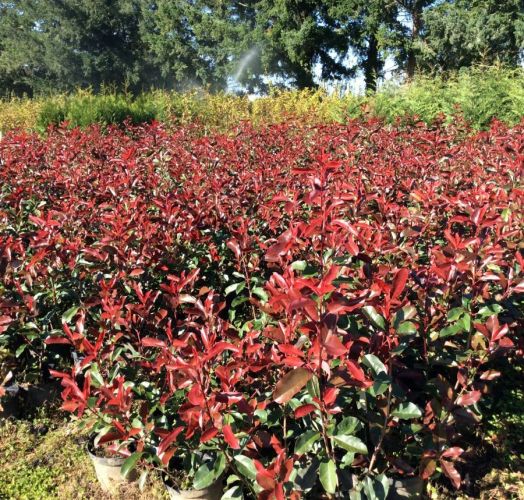 Photinias RED SÉLECT 2 ans 110/130 CT 5 L