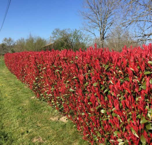 Photinias CARRÉ ROUGE 130/150 3 ans CT 10 L