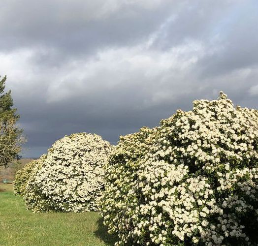 VIBURNUM TINUS 20/30 CT 4 L