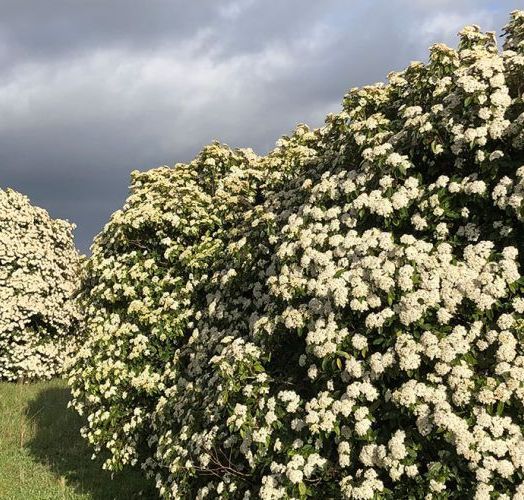 VIBURNUM TINUS 40/50 	CT 4 L