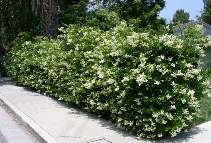 Ligustrum Japonicum Texanum