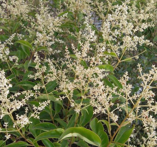 Ligustrum Japonicum Texanum