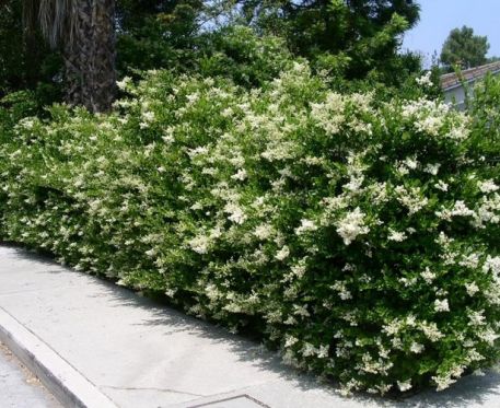 Ligustrum Japonicum Texanum