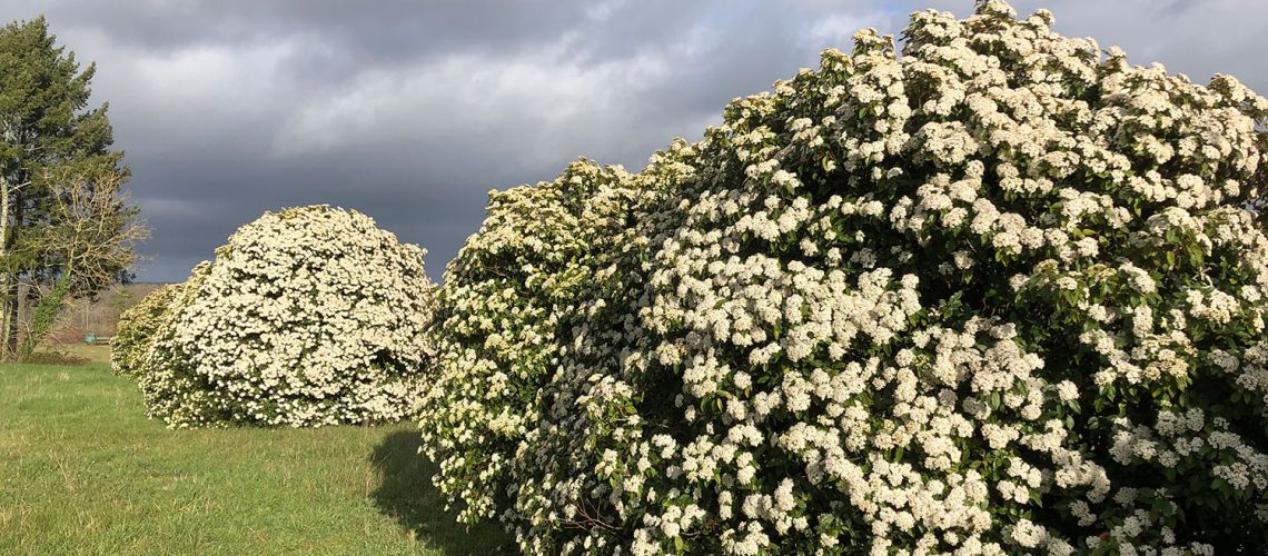 Viburnum Tinus