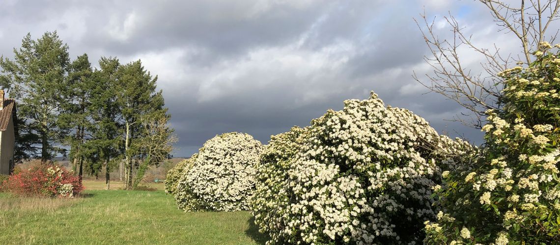 Viburnum Tinus