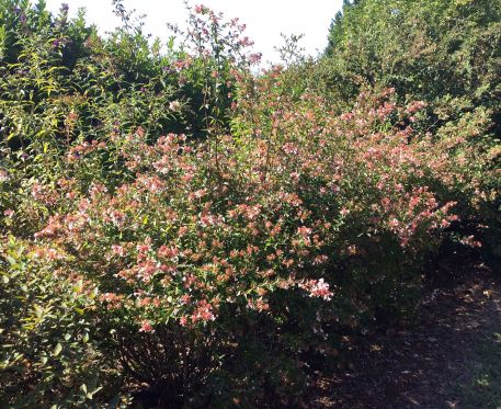 Abelia Grandiflora