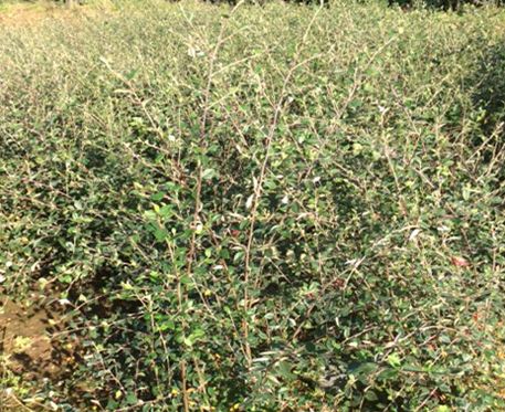 COTONEASTER LACTÉA