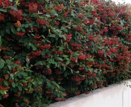 COTONEASTER LACTÉA