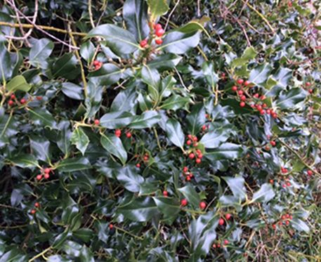 ILEX AQUiFOLIUM ALSKA -(HOUX)