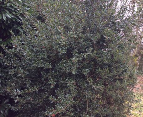 ILEX AQUiFOLIUM ALSKA -(HOUX)