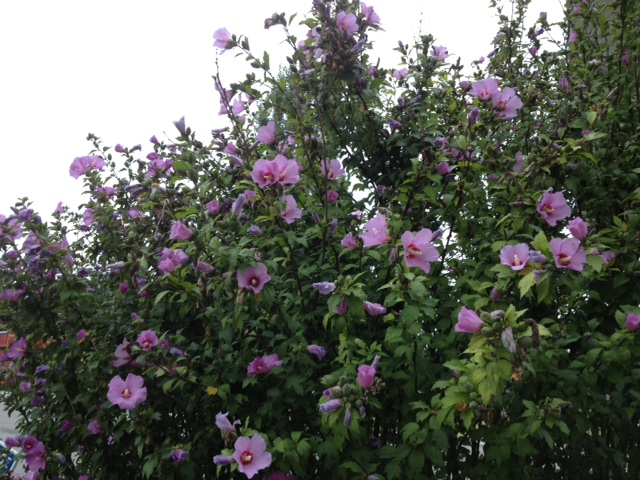 Altéa ou Hibiscus de jardin