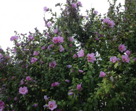 Altéa ou Hibiscus de jardin