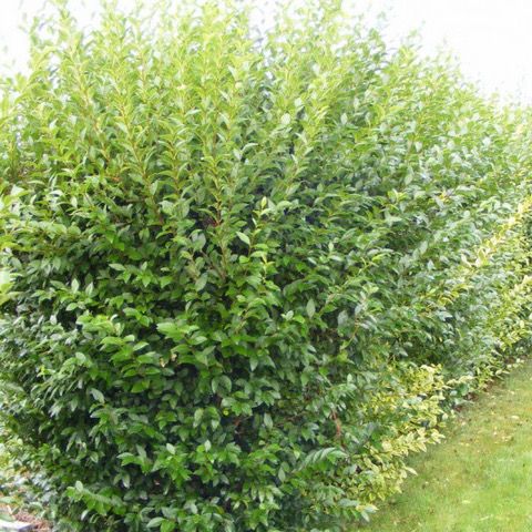 LIGUSTRUM JAPONICUM - TROËNE DU JAPON