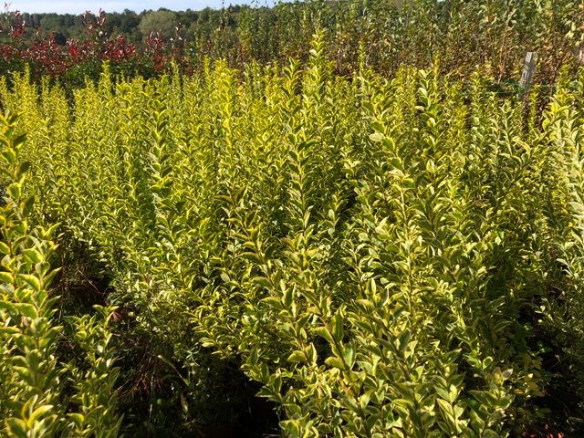 Troène de Californie (Ligustrum) panaché doré