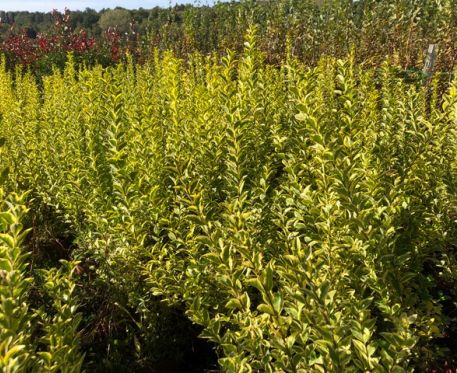 Troène de Californie (Ligustrum) panaché doré