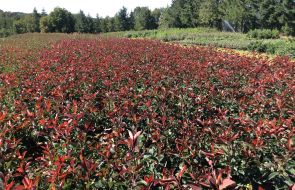 Photinias Red select