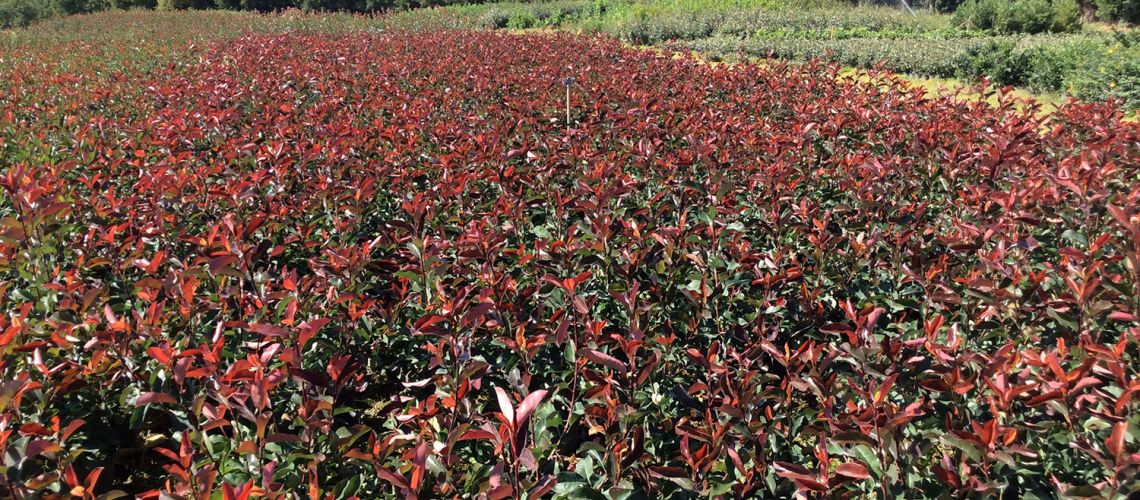 Photinias Red select