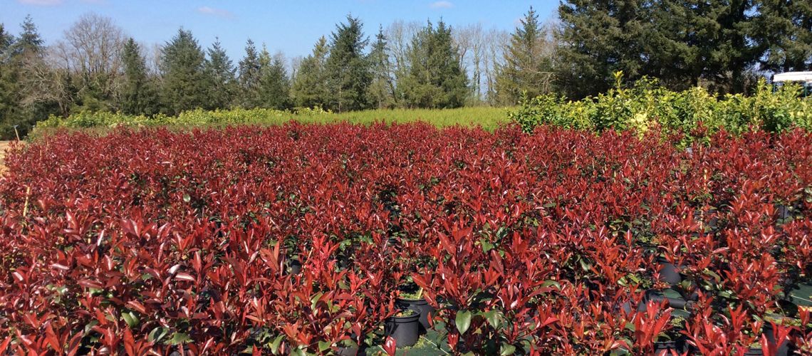 Photinias Red select