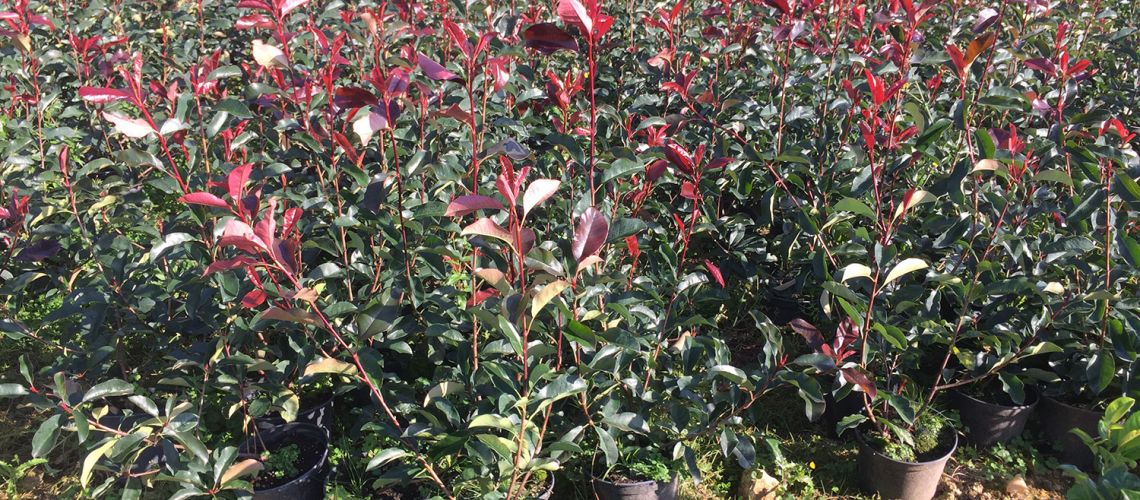 Photinias Red select