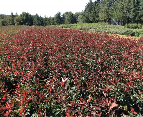 Photinias Red select